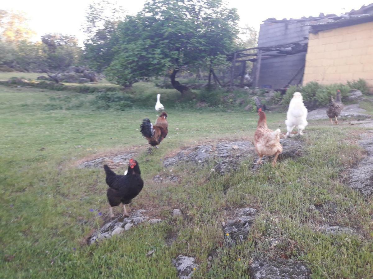 Apartamentos Rurales Ecopangea Valverde de la Vera Eksteriør billede